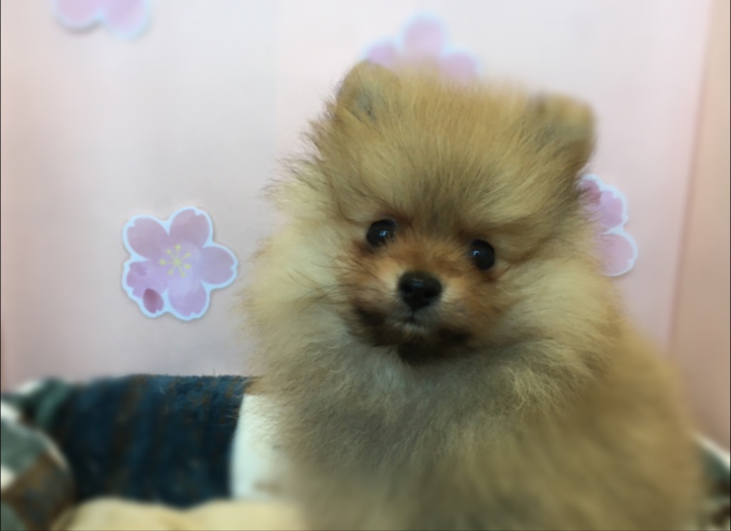 ポンくんが仲間入り！！