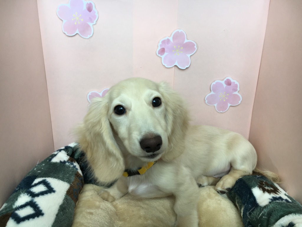 新しいワンちゃんがやってきました☆