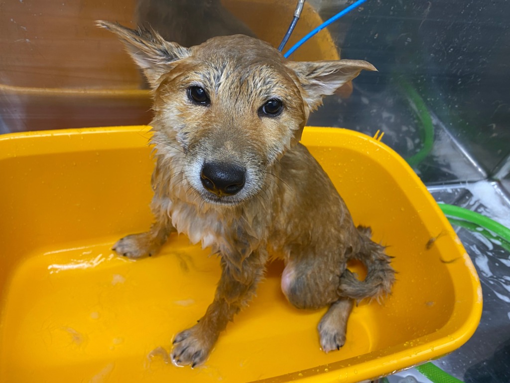 わんわんシャンプー🛁🐕