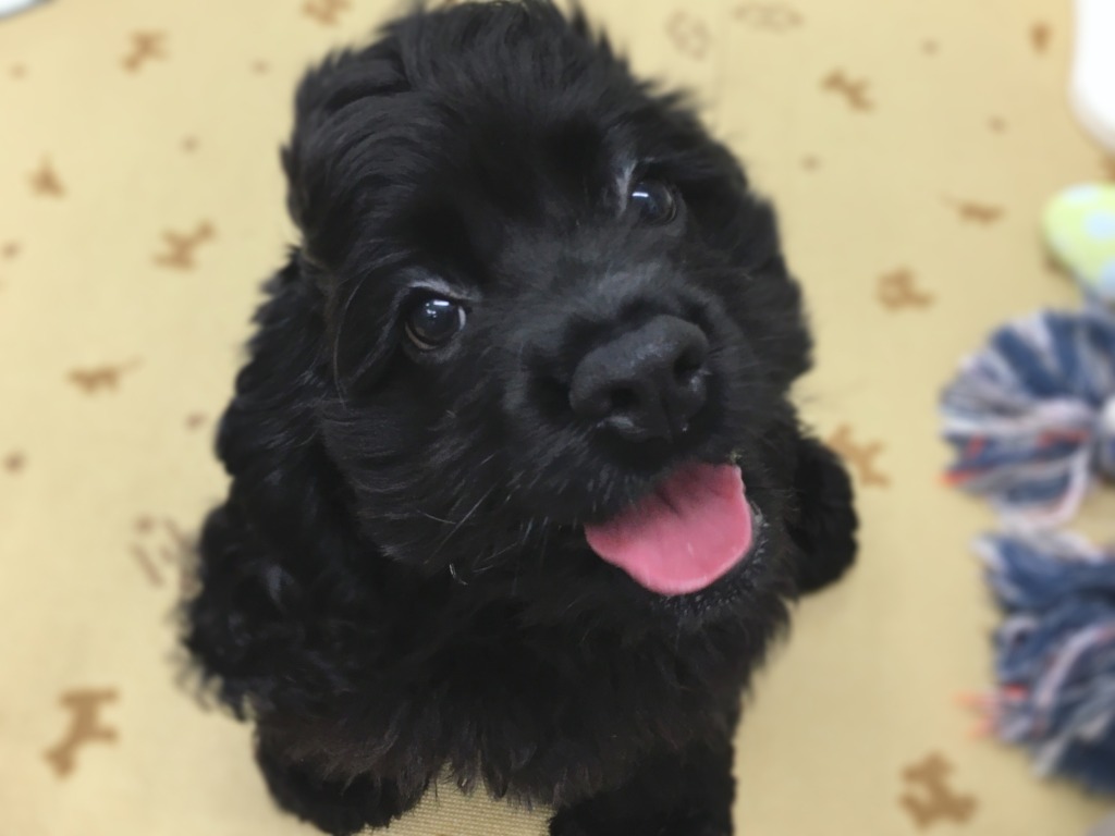 ✿小樽店の子達をご紹介✿