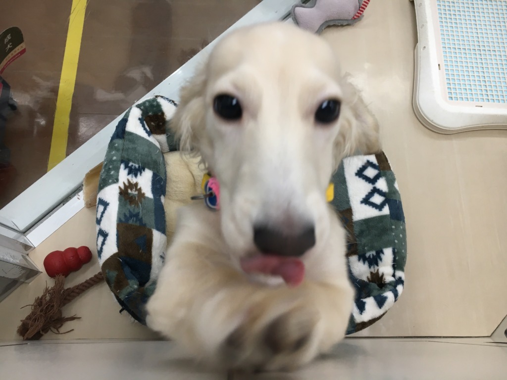 今日のだっちん♪
