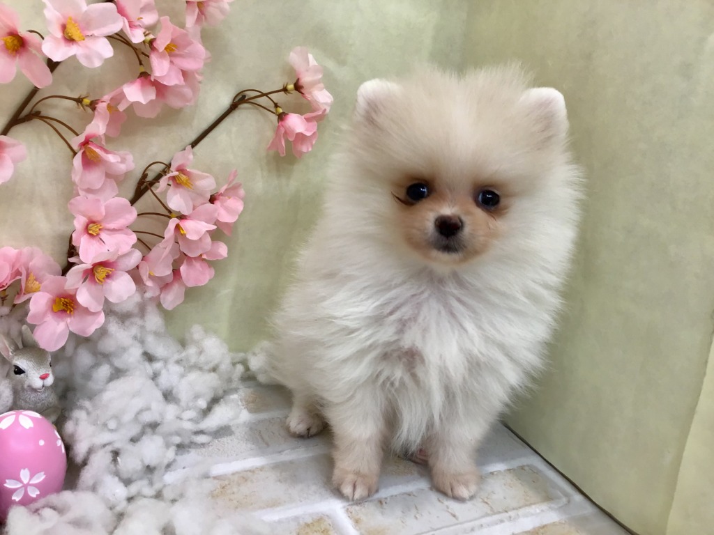 にゅーふぇいす🌟