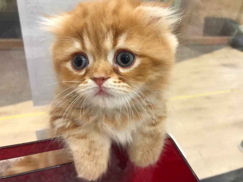 おにゅ～な顔ぶれ☆