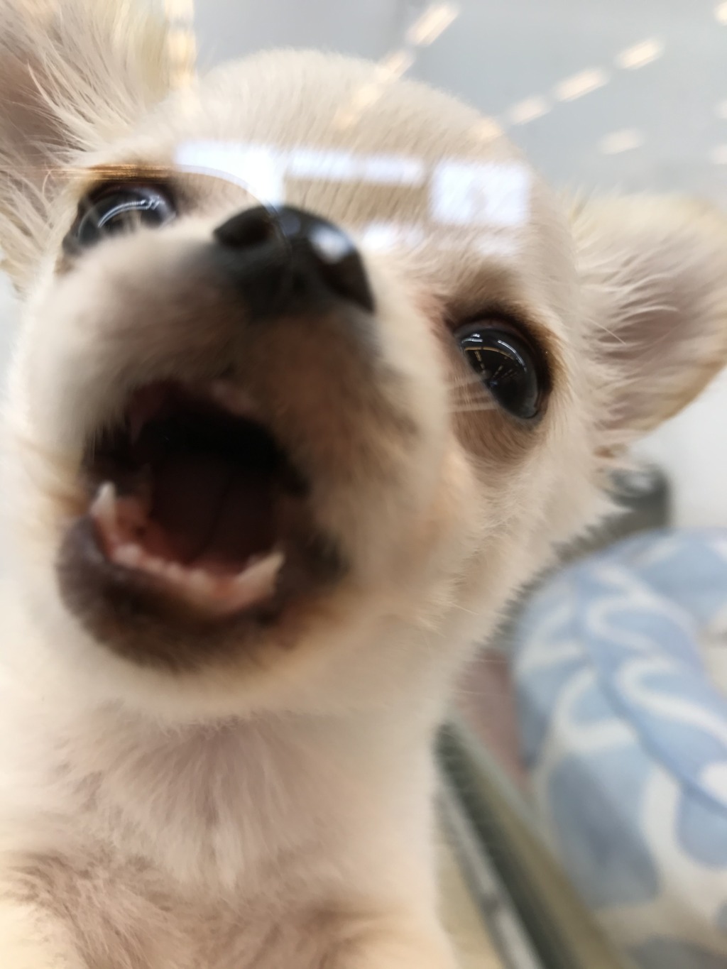 ☆ちー子ちゃんの日々☆