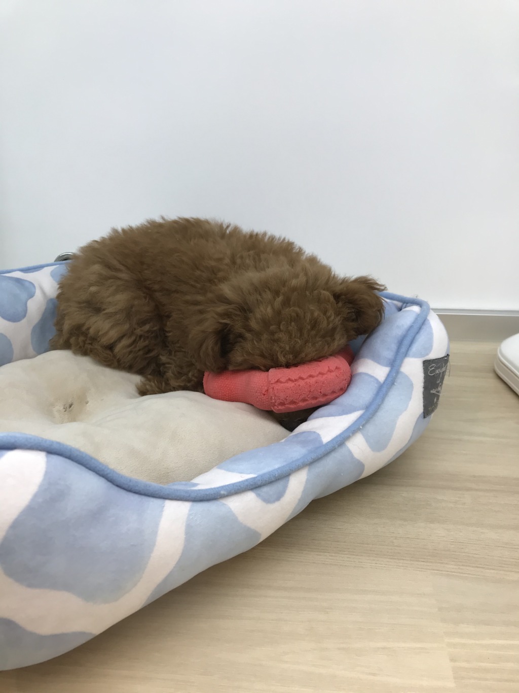 ☆人気犬種№１👑トイ・プードル☆
