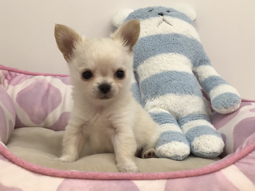 ☆ちー子ちゃんのお家が決まりました☆