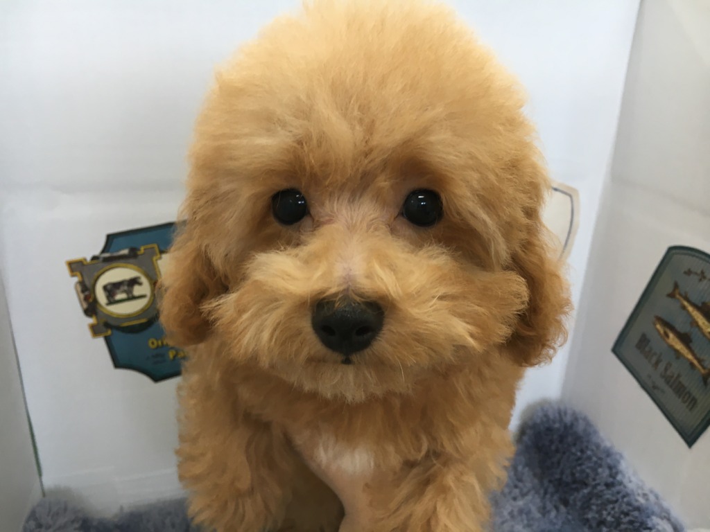 オススメ犬バトンタッチ！！