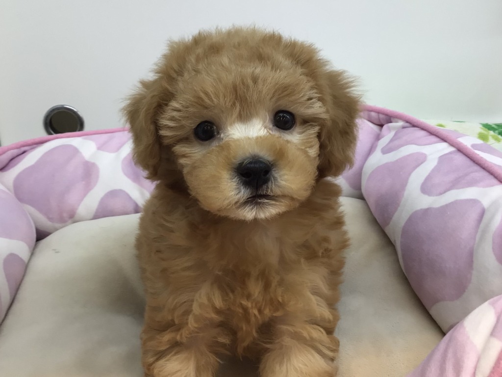 人気犬種 １ トイ プードル ペットハウステンテン 札幌ペットショップ 旭川ペットショップ 苫小牧ペットショップ 小樽ペットショップ ペットショップ トリミング ペットホテル 旭川トリミング 旭川ペットホテル 苫小牧トリミング 苫小牧ペットホテルペットハウス