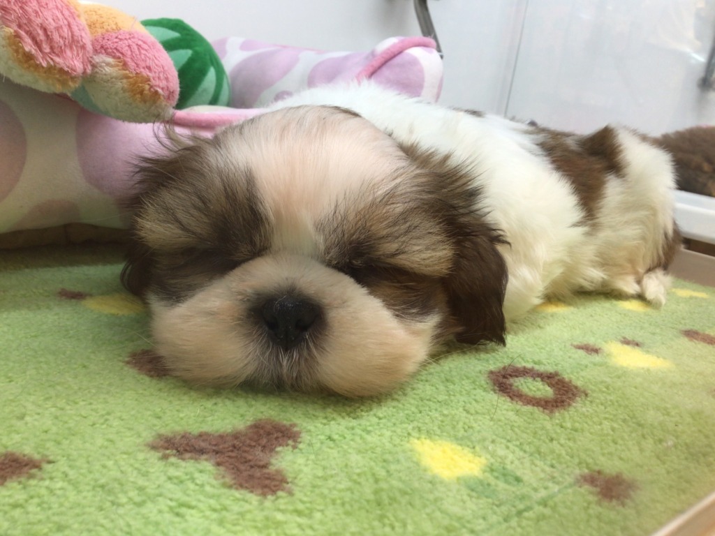 ☆おすすめ犬発表☆