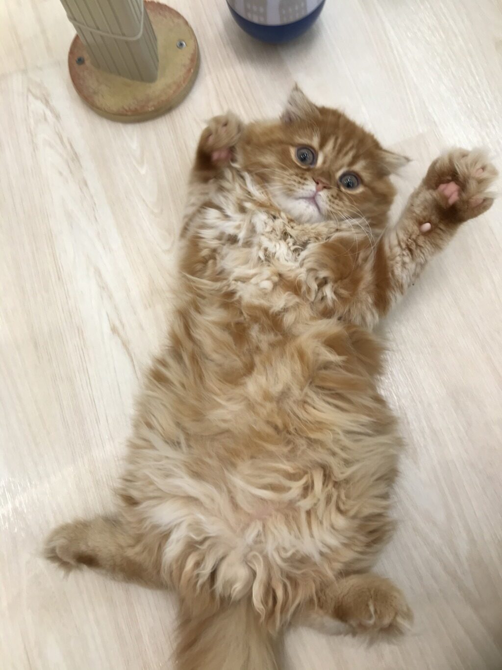 ねこちゃんズ🐈