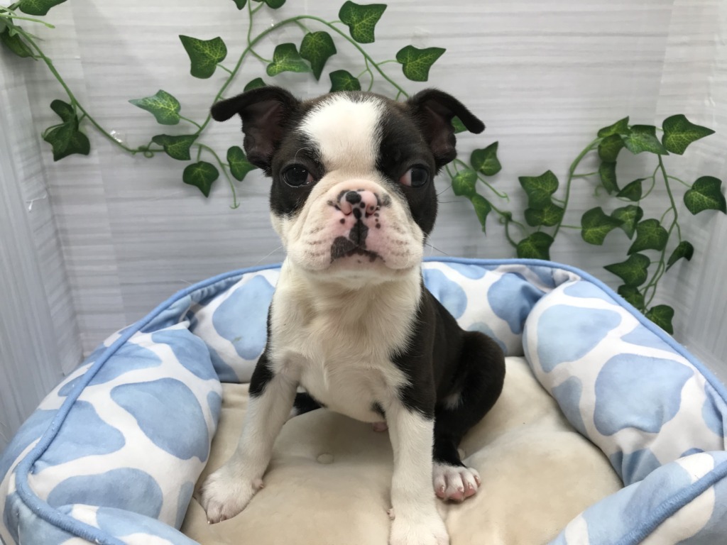 ☆NEWおすすめ犬☆
