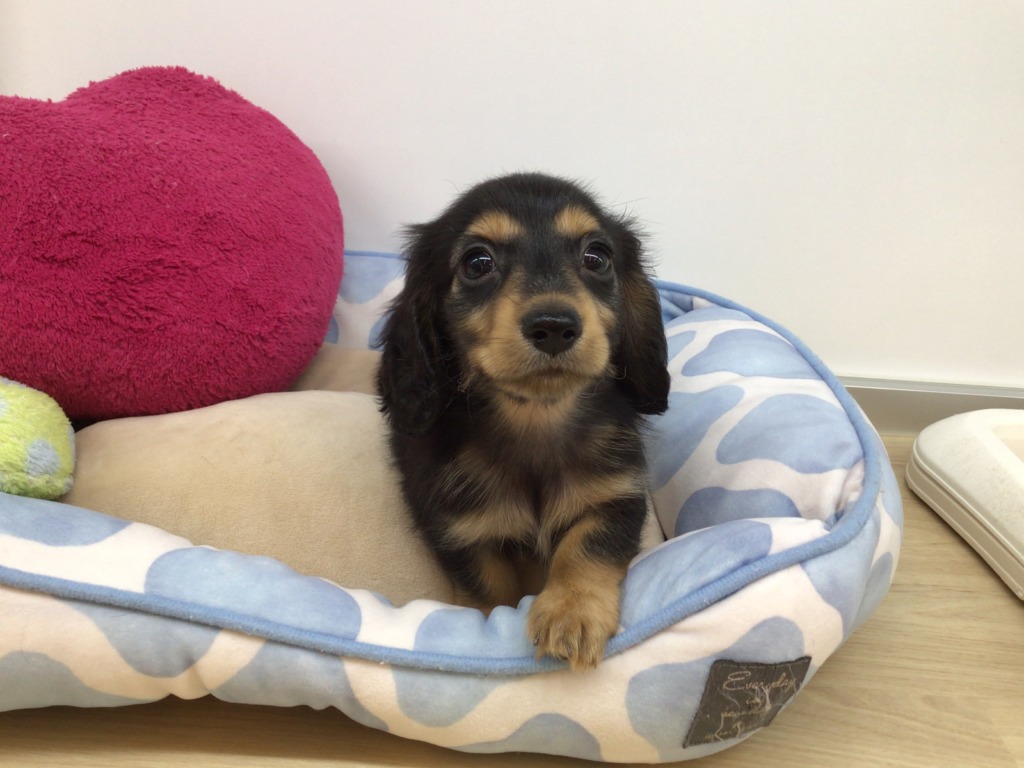 ☆ＮＥＷおすすめ犬☆