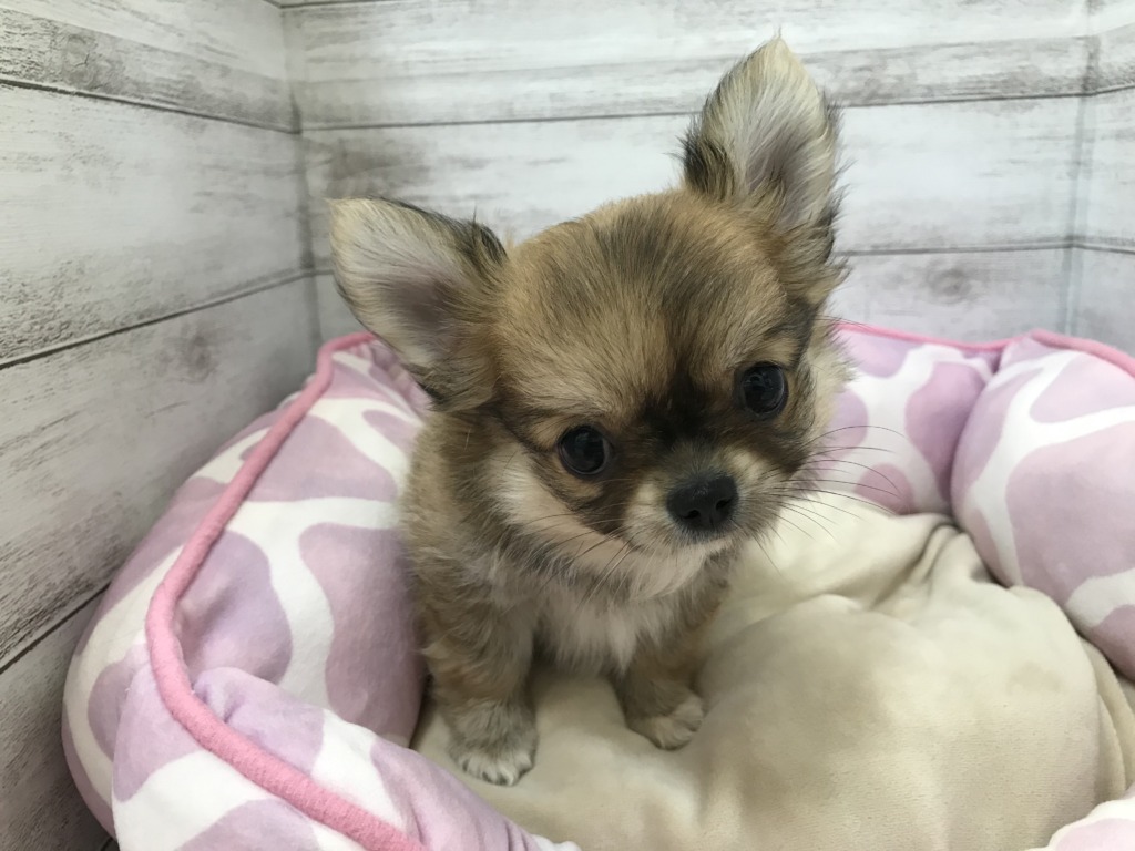 NEW☆おすすめわんこ。