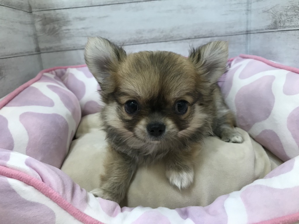 おうちが決まりました☆