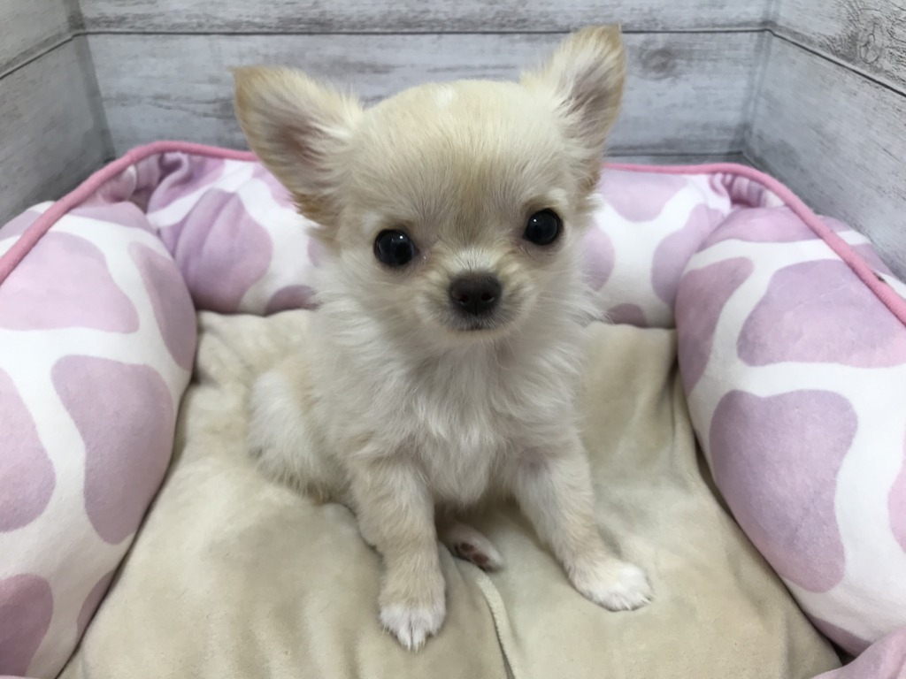 札幌 ペットショップ ペットハウステンテン トリミング 猫トリミング ペットホテル ペットハウステンテン