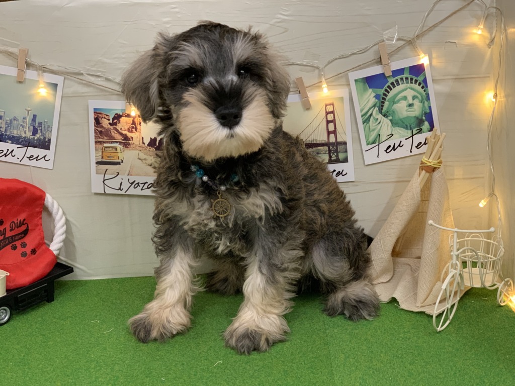 しゅったん ペットハウステンテンペットハウステンテン