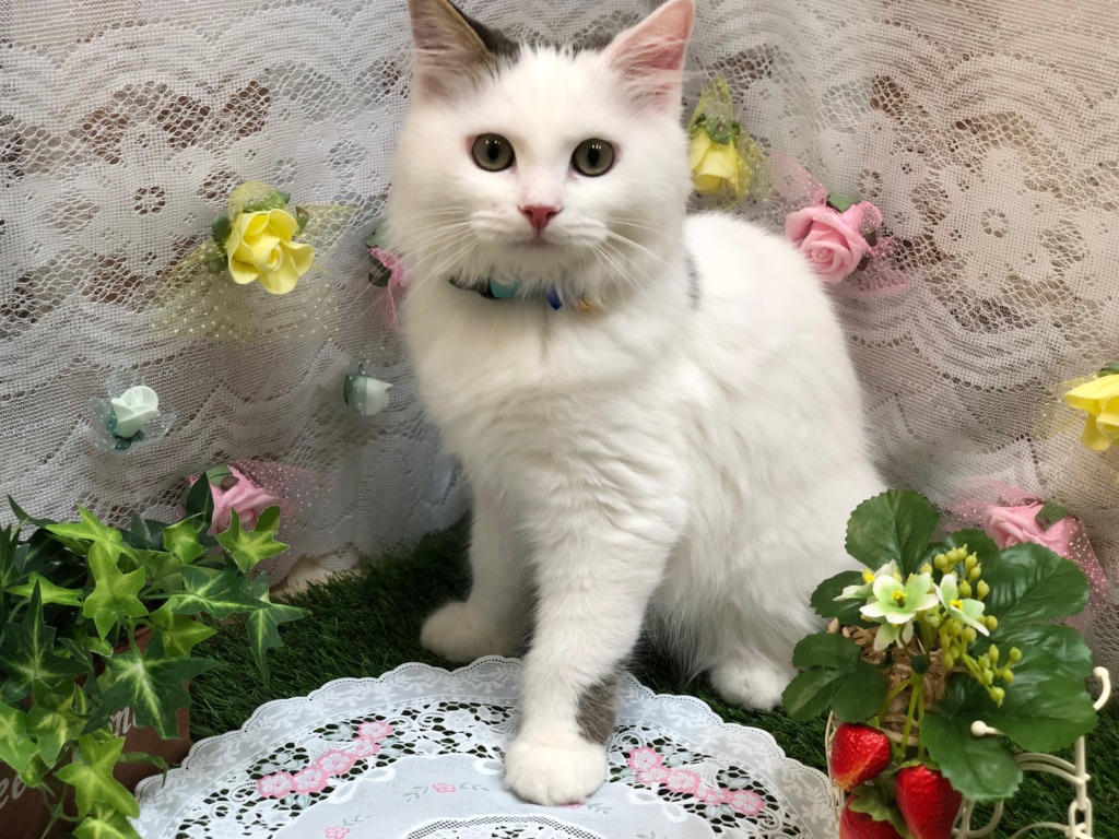 New Face🌷