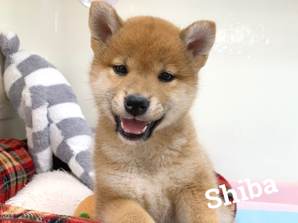 ☆柴ちゃんからお知らせ☆