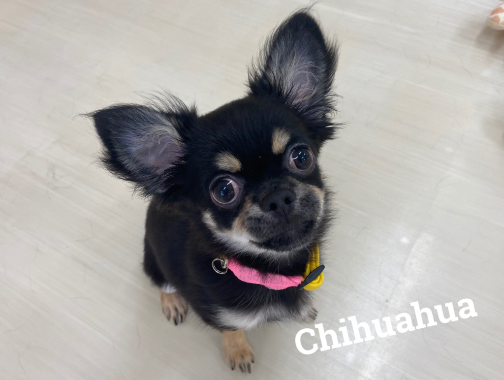 ☆新入りチワワちゃん☆