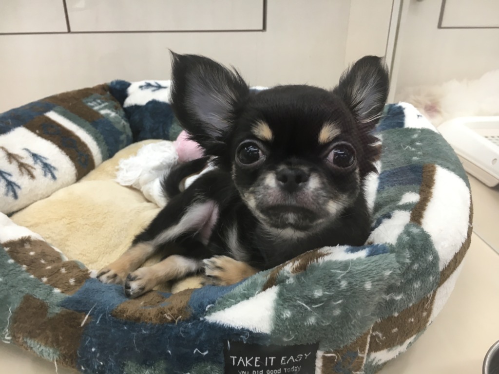 オススメ犬ちっちからのお知らせ☆