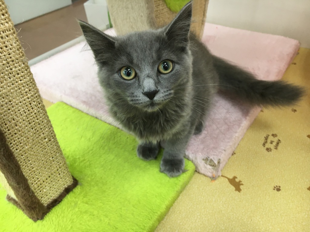 小樽店のネコちゃん♫