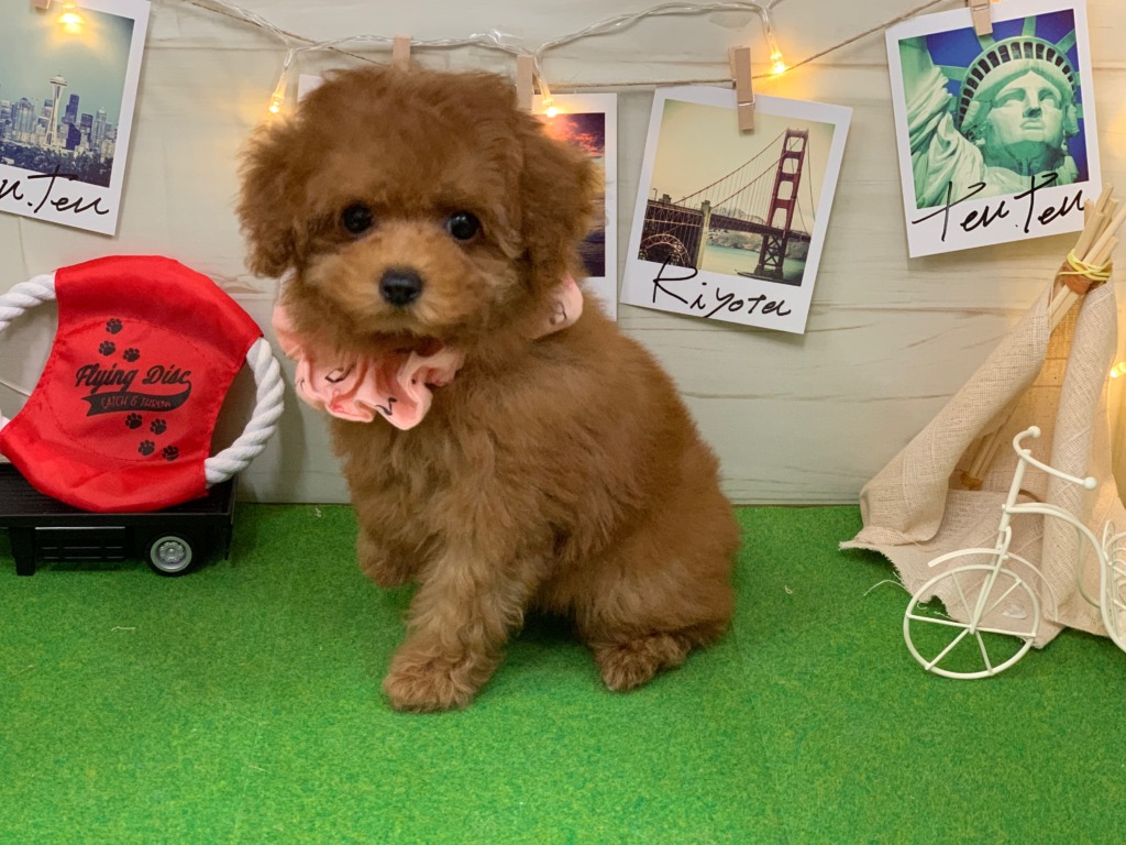おすすめ犬バトンタッチ🐾