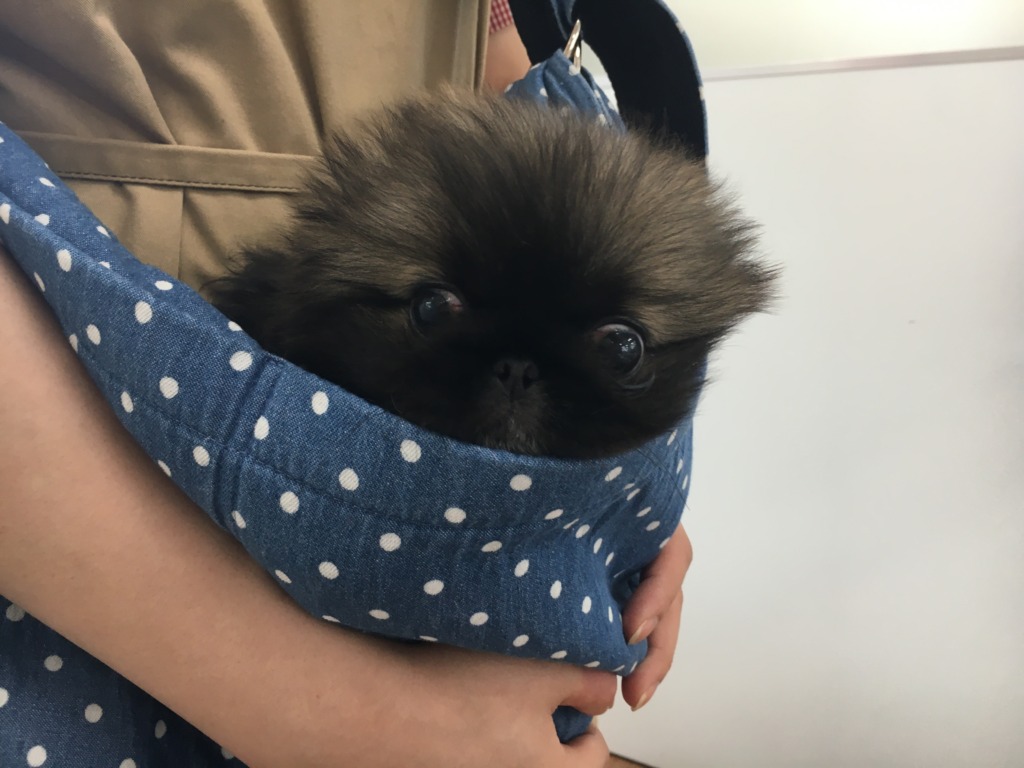 ☆今日のぺいたん☆
