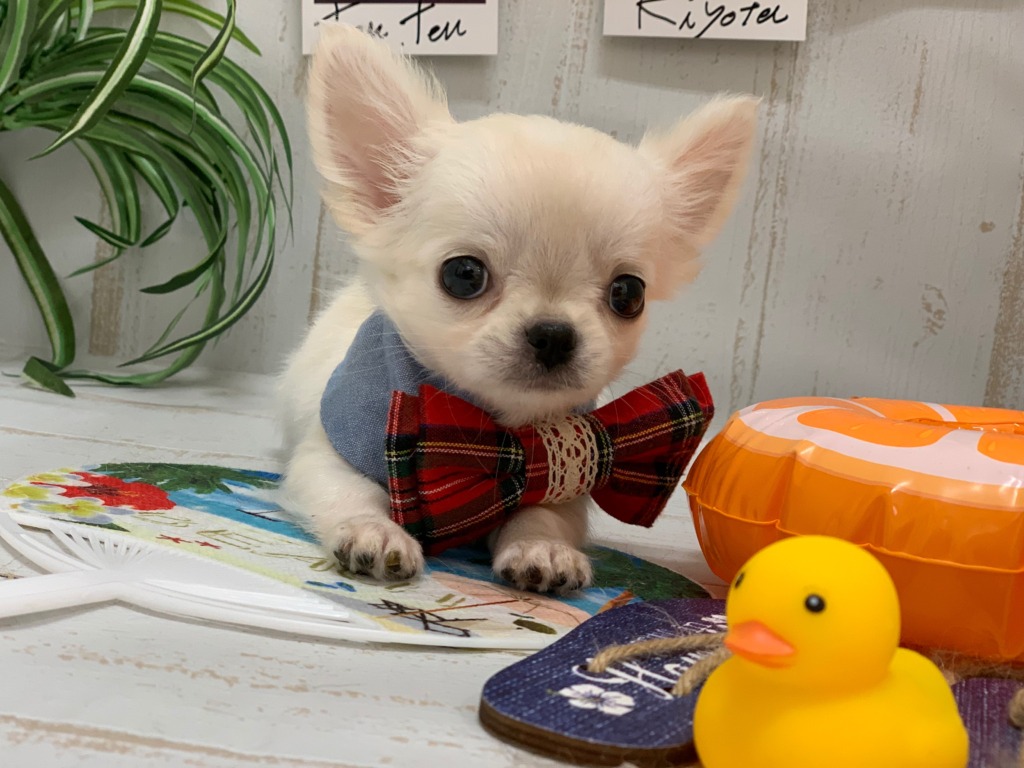 newオススメ犬♡