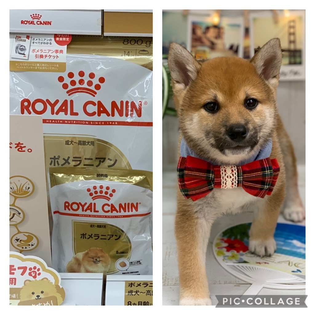 新商品&新入りちゃんたち♥