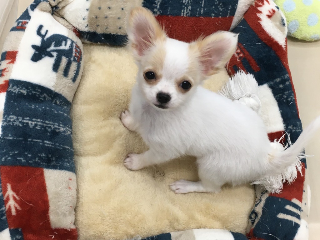 おすすめ犬バトンタッチ！！