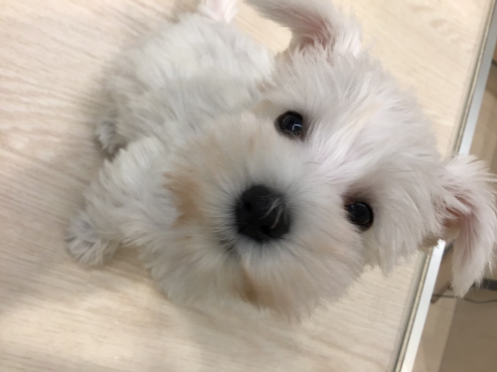 おすすめ犬紹介🐶