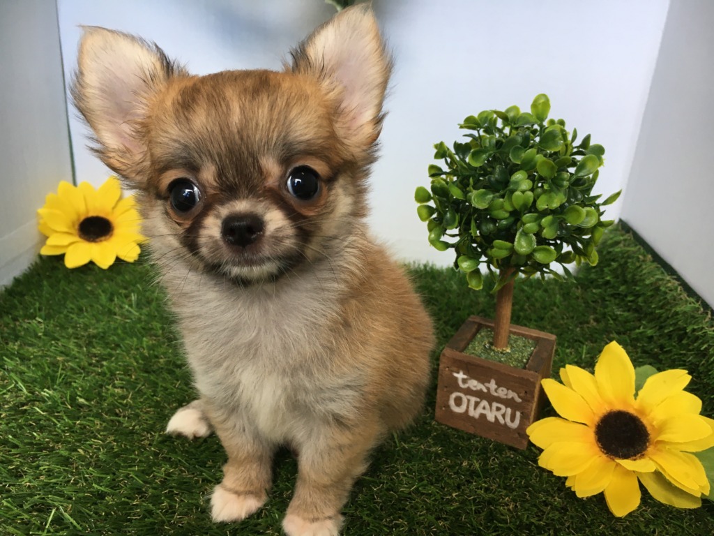 おすすめ犬バトンタッチ★