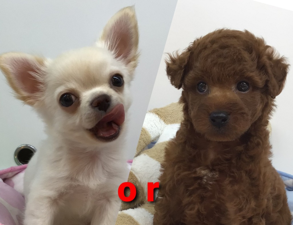 ☆トイプー派？チワワ派？☆