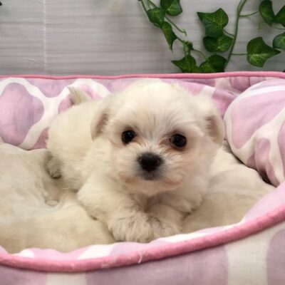 おすすめ犬バトンタッチ🐕