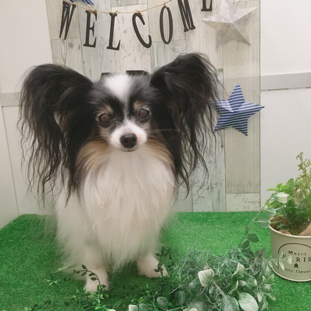 ☆アリオ店トリミング空き状況☆
