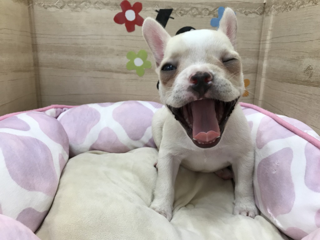 新しい仲間たちがやってきました！！