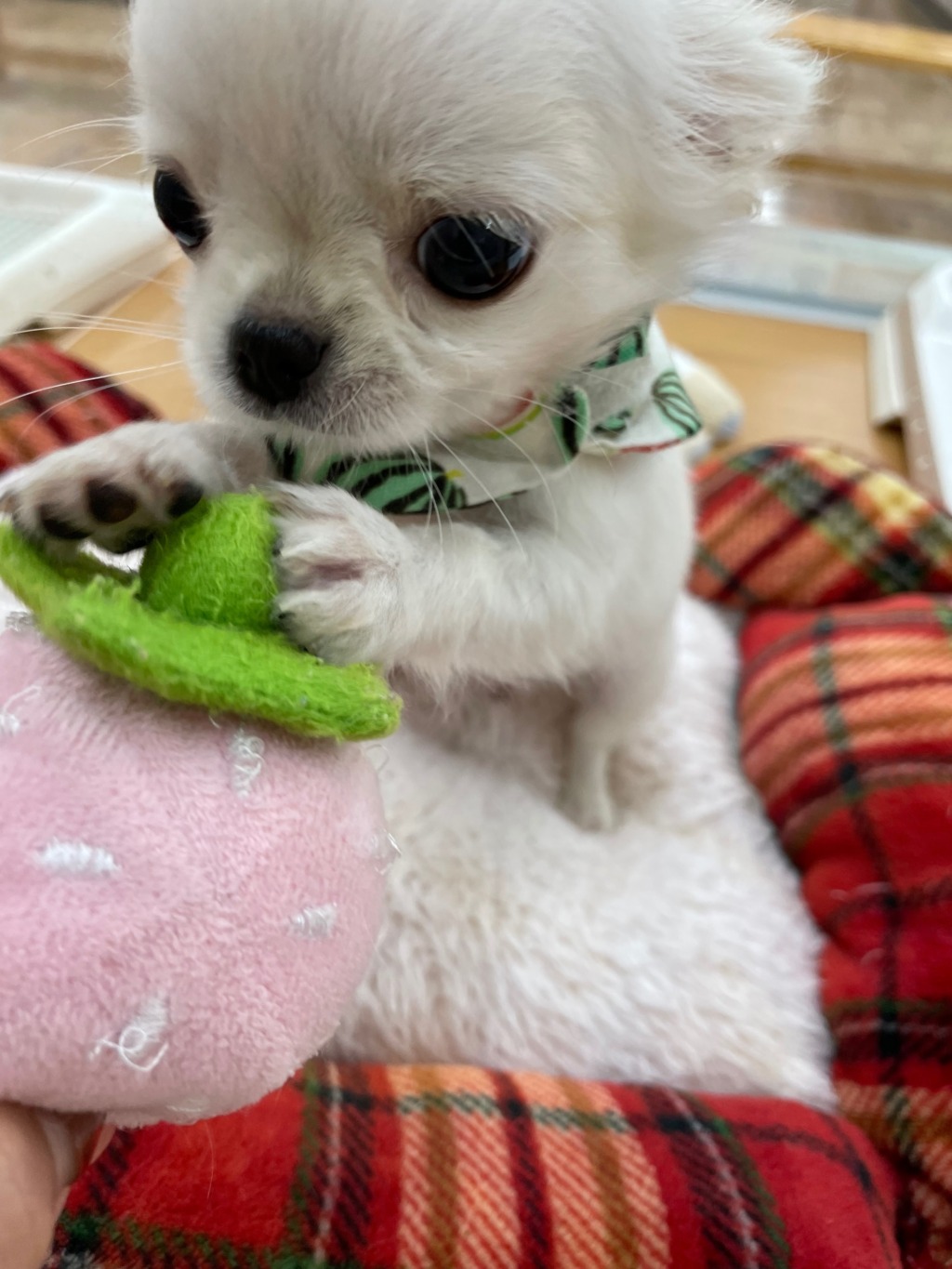ちーちゃんの好きなもの♡
