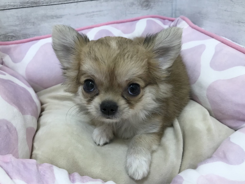 NEW☆おすすめわんこ