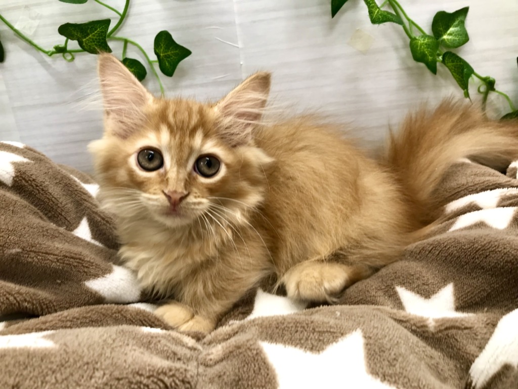 ペットショップ 札幌 ペットハウステンテン 近い ペットショップ トリミング 猫トリミング ペットホテル ペットハウステンテン