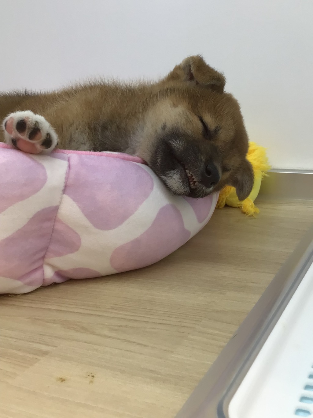 ☆柴の魅力☆