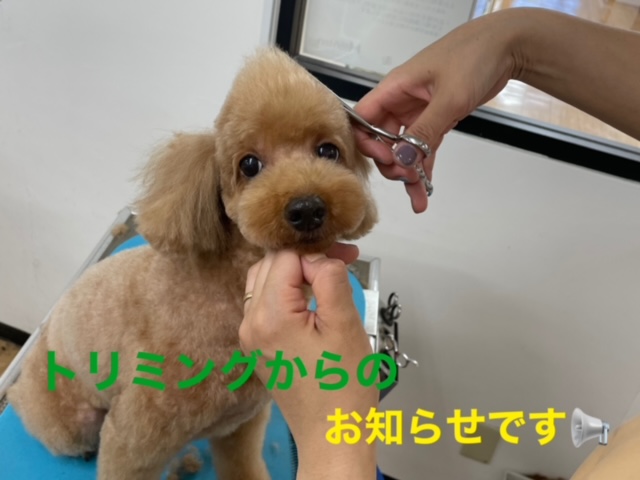 ☆本店トリミング空き状況のお知らせ☆
