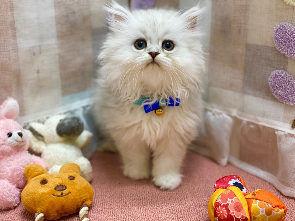 可愛い子達💖