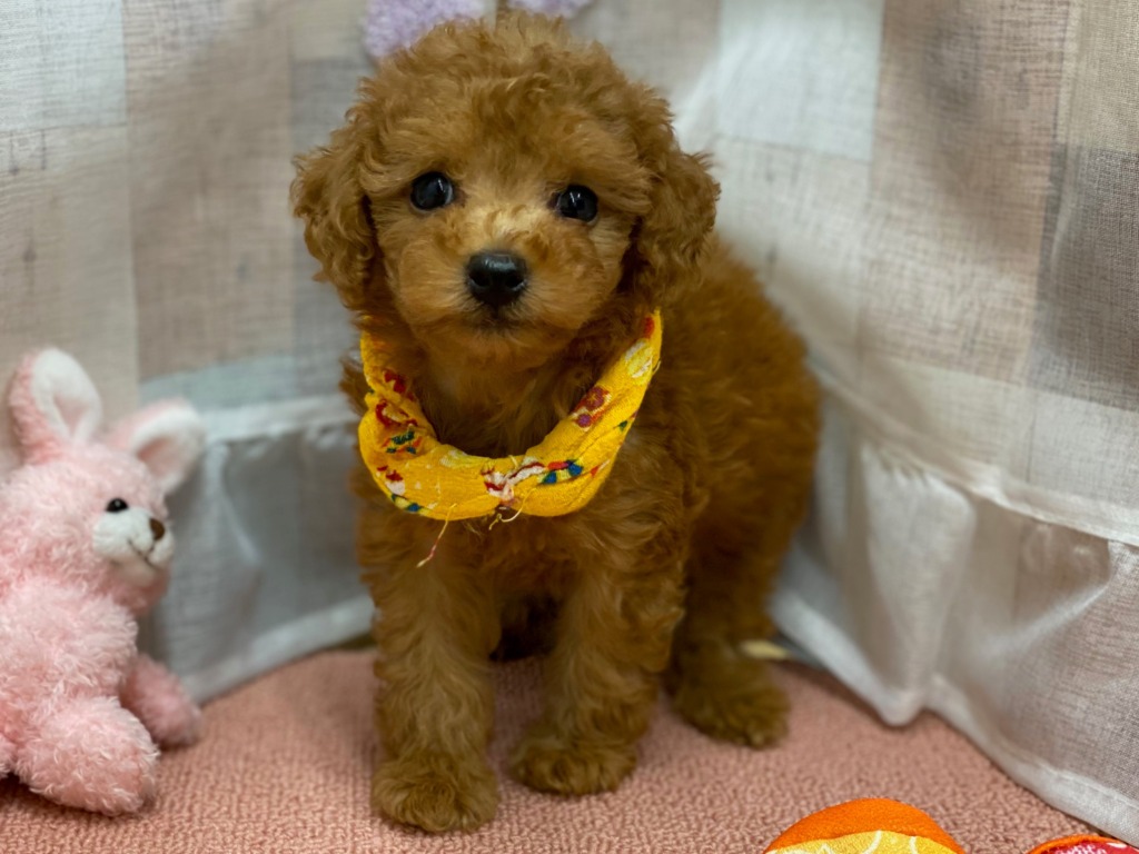 💖可愛い子達💖