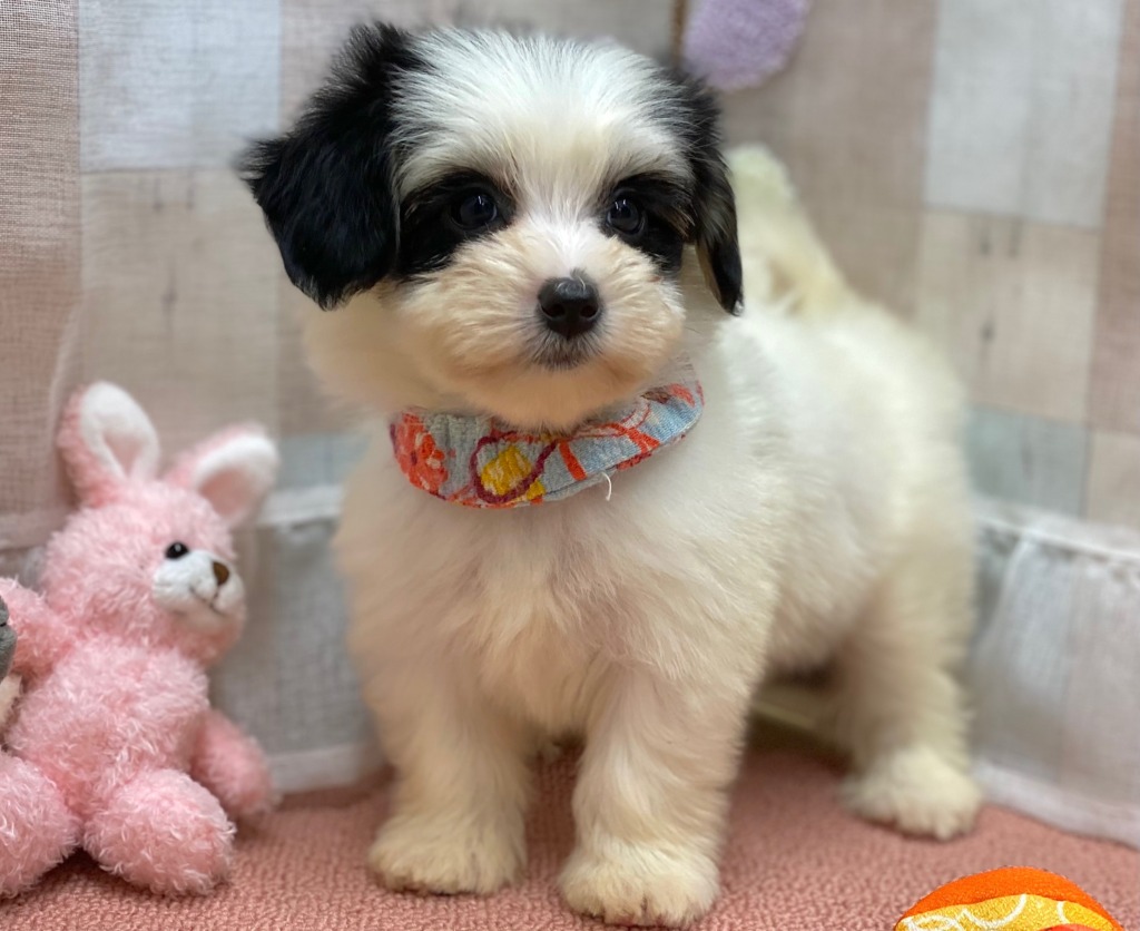 ♡newおすすめ犬♡