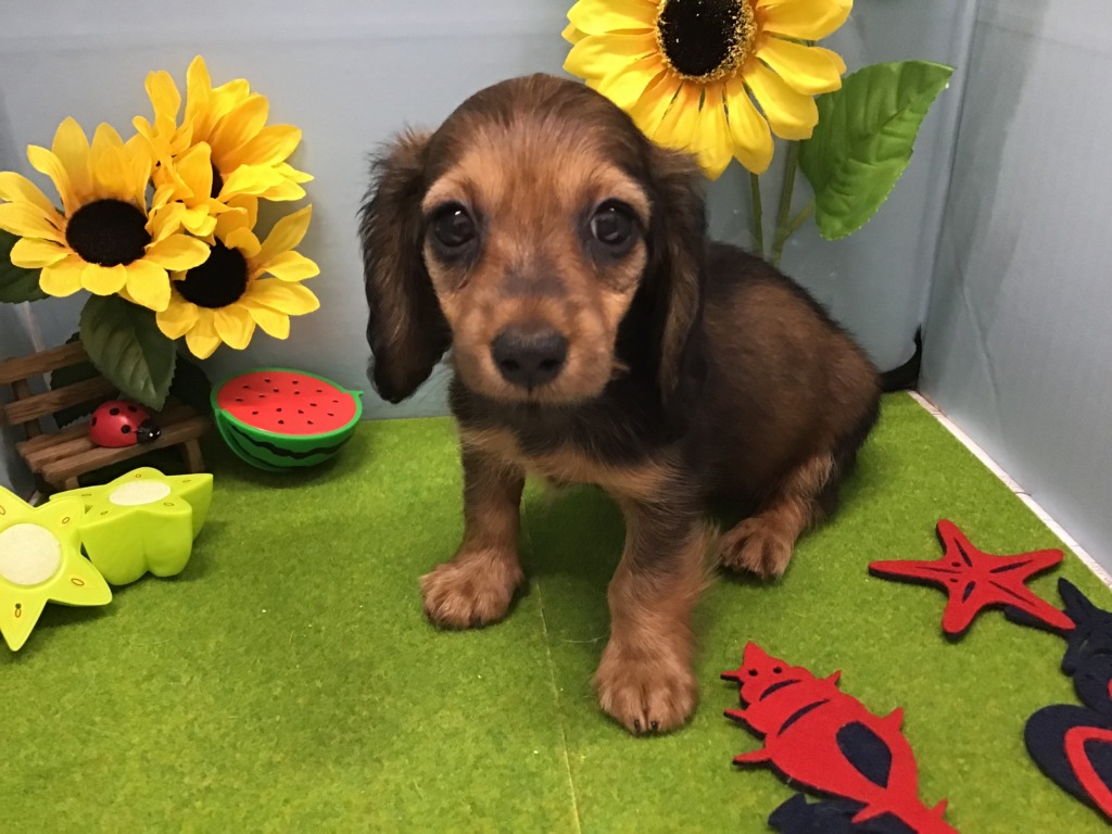 新入りちゃん達のご紹介です🐶💝