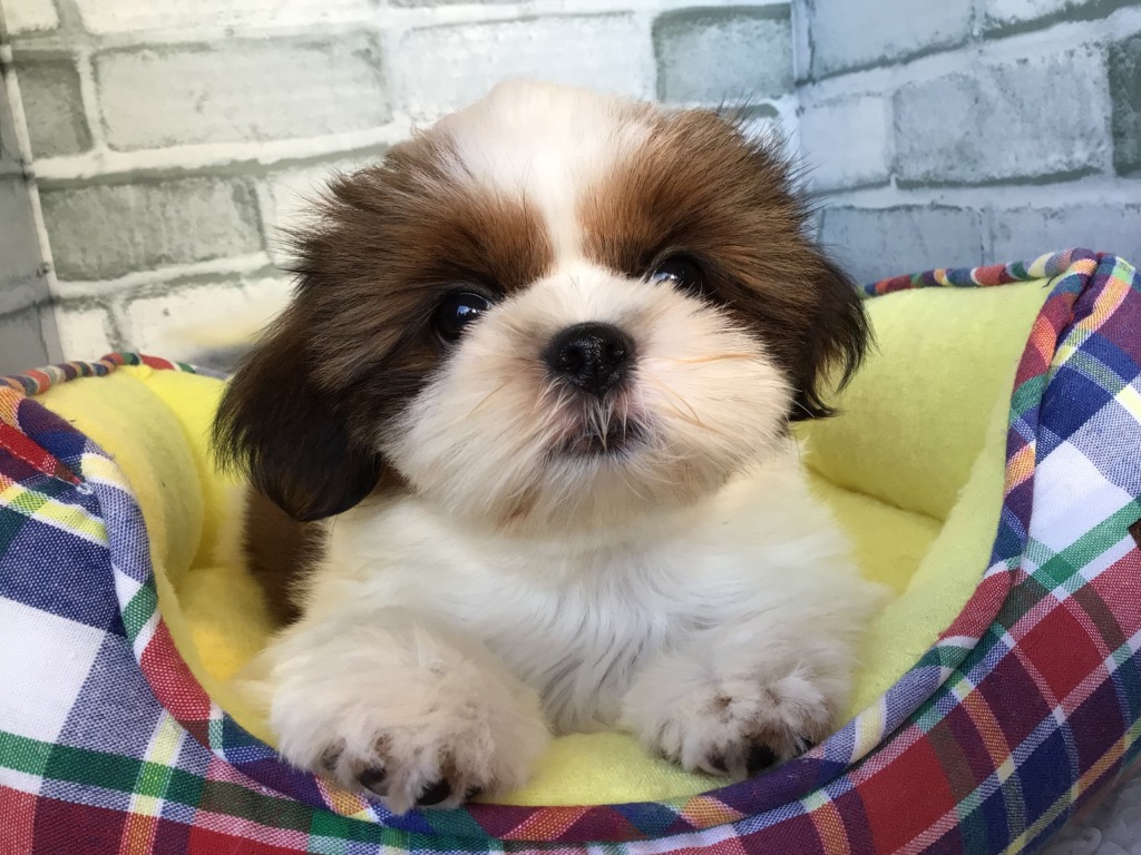 トリミング予約状況のお知らせ★