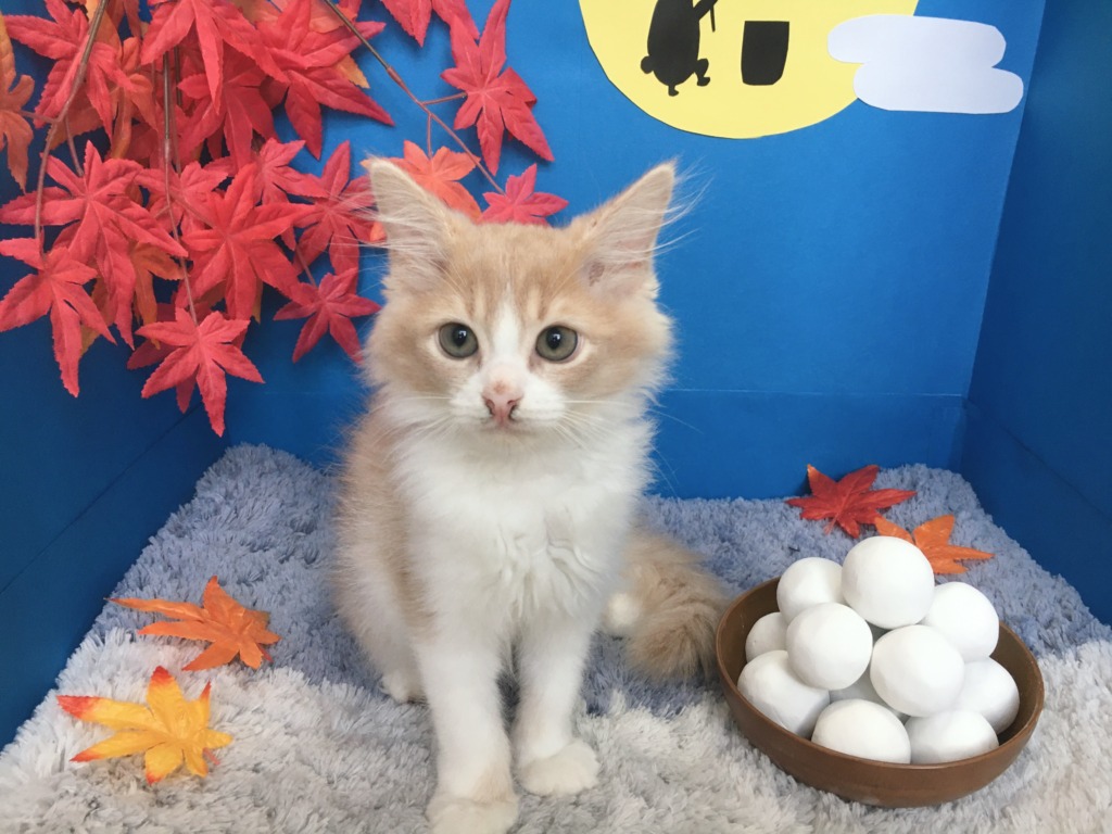 可愛いねこちゃんず♡