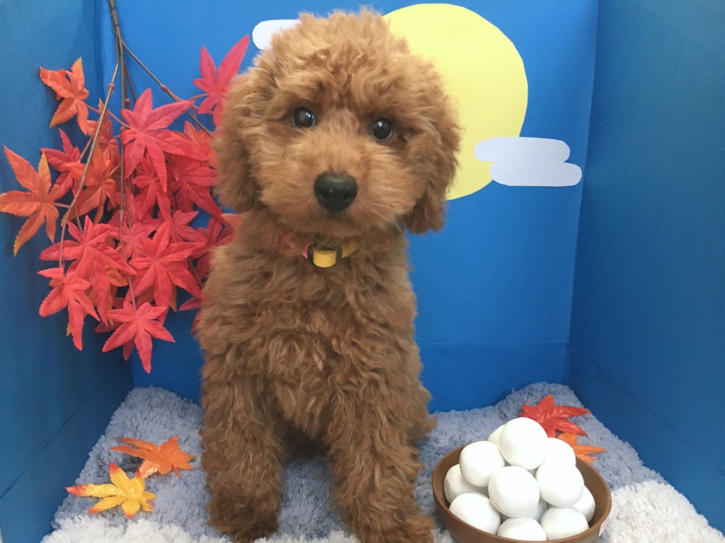 おすすめ犬が決まりました☆彡