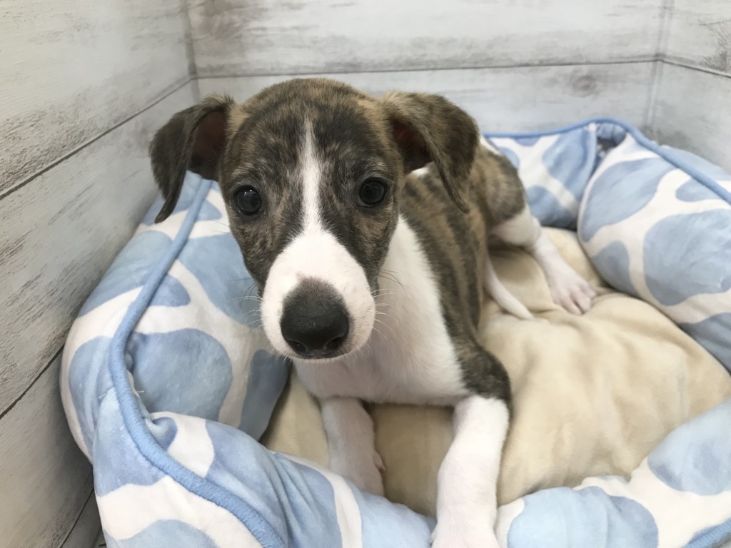 おすすめ犬ご紹介♪