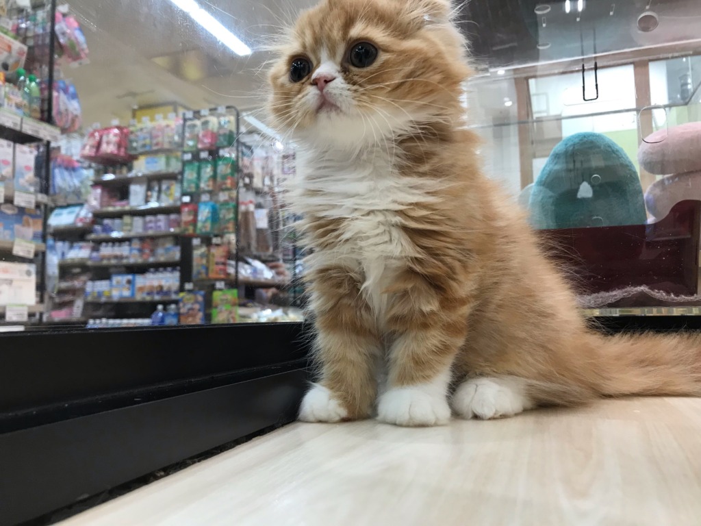 かわいい子をボクが紹介するょ
